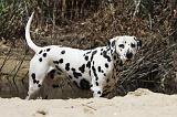 DALMATIEN 318